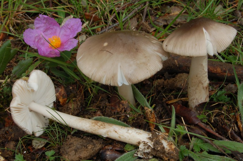 Amanita vaginatae da determinare